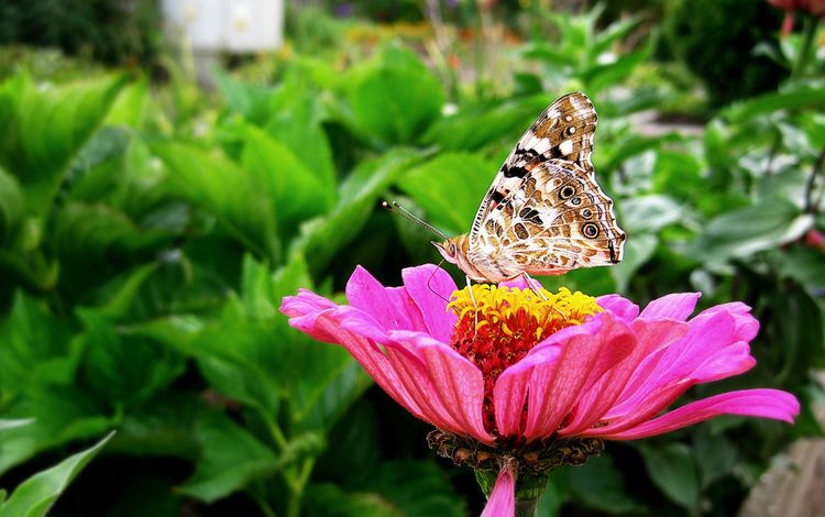природа, макро, насекомое, цветок, бабочка, крылья, циния, nature, macro, insect, flower, butterfly, wings, tsiniya