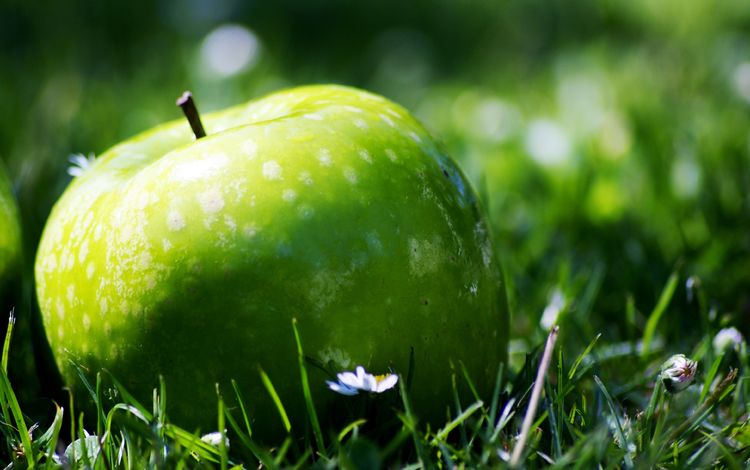 трава, природа, фрукты, яблоко, растение, лужайка, зеленое яблоко, grass, nature, fruit, apple, plant, lawn, green apple