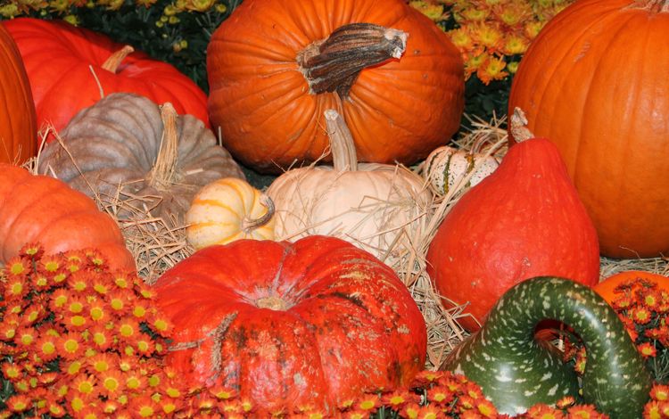 осень, урожай, овощи, тыквы, тыква, плоды осени, autumn, harvest, vegetables, pumpkin, fruits fall