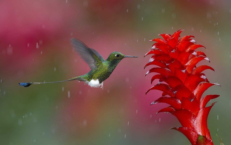 природа, полет, цветок, птица, дождь, растение, колибри, nature, flight, flower, bird, rain, plant, hummingbird
