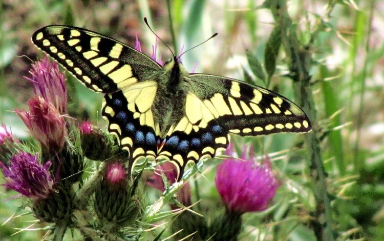 природа, макро, насекомое, бабочка, крылья, чертополох, махаон, цветы природа, nature, macro, insect, butterfly, wings, thistle, swallowtail, flowers nature