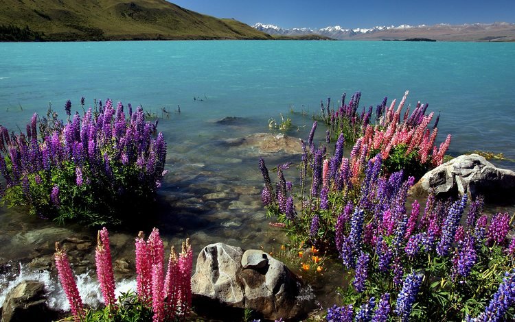 цветы, люпины, озеро, скалы, природа, берег, пейзаж, море, новая зеландия, flowers, lupins, lake, rocks, nature, shore, landscape, sea, new zealand