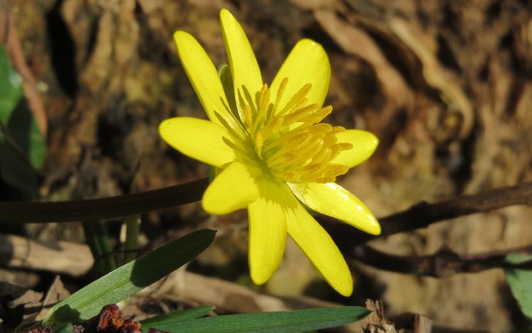 желтый, цветок, лепестки, весна, лютик, ficaria verna, чистяк весенний, yellow, flower, petals, spring, buttercup, the chistyakov spring