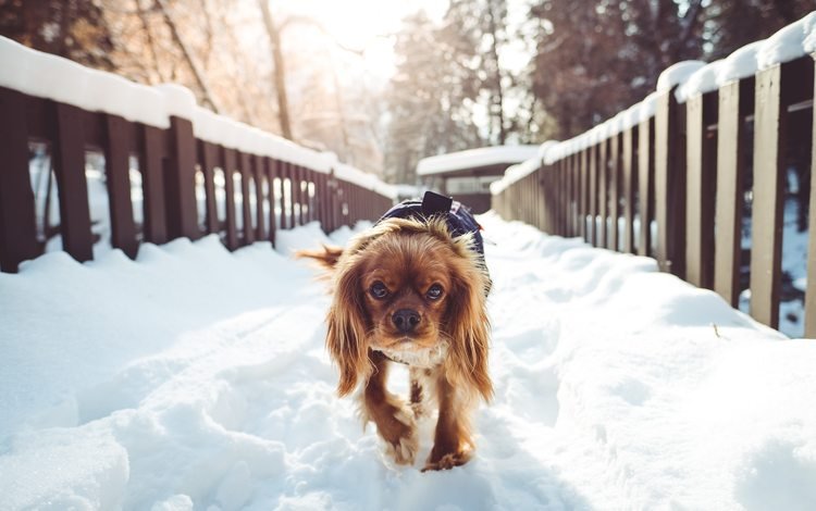 снег, зима, собака, прогулка, спаниель, кокер-спаниель, snow, winter, dog, walk, spaniel, cocker spaniel