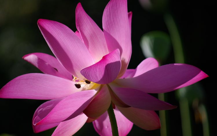 цветок, лепестки, лотос, розовый, макросъемка, крупным планом, flower, petals, lotus, pink, macro, closeup