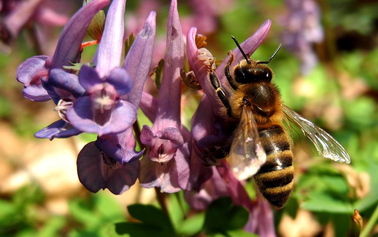 природа, насекомое, цветок, растение, макросъемка, пчела, nature, insect, flower, plant, macro, bee