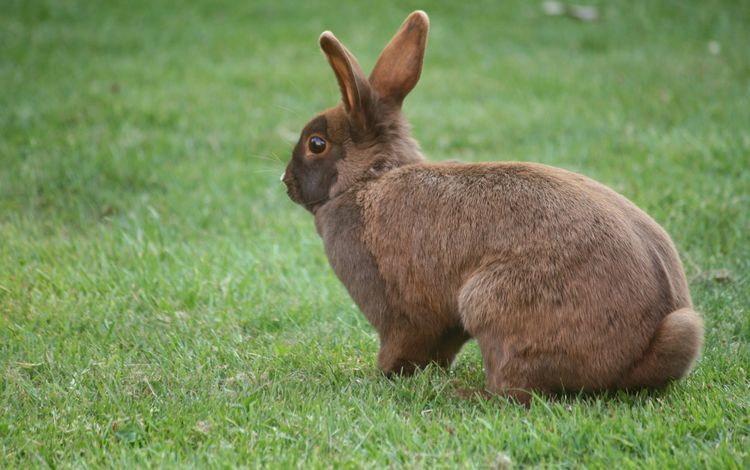 трава, кролик, уши, заяц, grass, rabbit, ears, hare