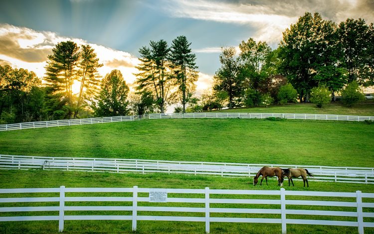 забор, ограждение, лошади, кони, пастбище, the fence, horse, horses, pasture