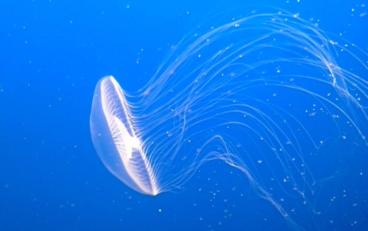 вода, медуза, щупальца, подводный мир, water, medusa, tentacles, underwater world