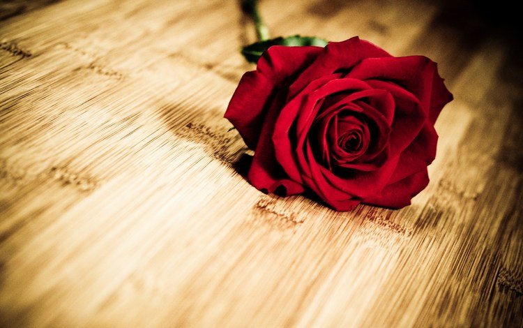 цветок, роза, лепестки, деревянная поверхность, flower, rose, petals, wooden surface