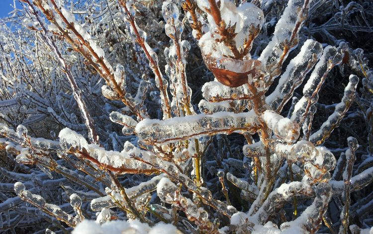 снег, природа, дерево, зима, ветки, мороз, лёд, холодно, snow, nature, tree, winter, branches, frost, ice, cold