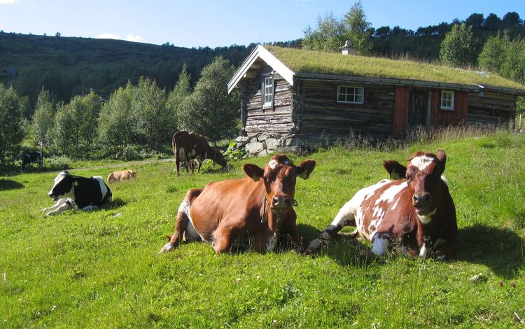 трава, лето, домик, стадо, коровы, grass, summer, house, the herd, cows