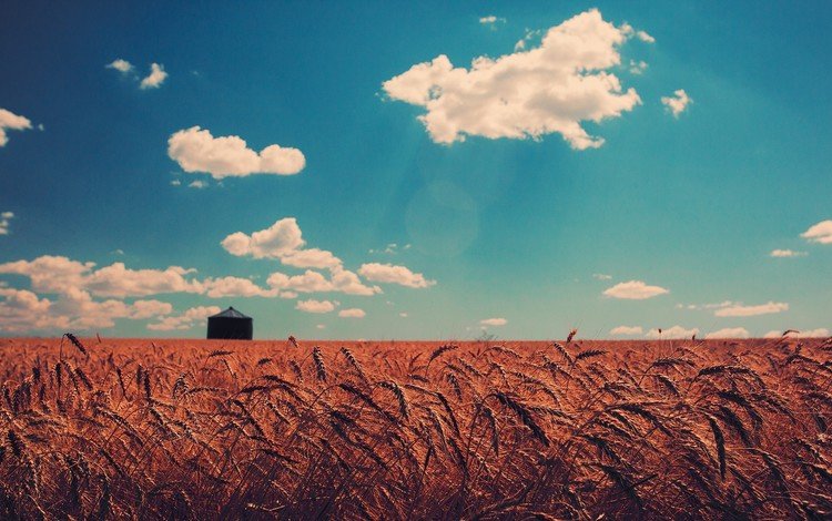 небо, пшеница, облака, природа, закат, пейзаж, поле, горизонт, колосья, the sky, wheat, clouds, nature, sunset, landscape, field, horizon, ears