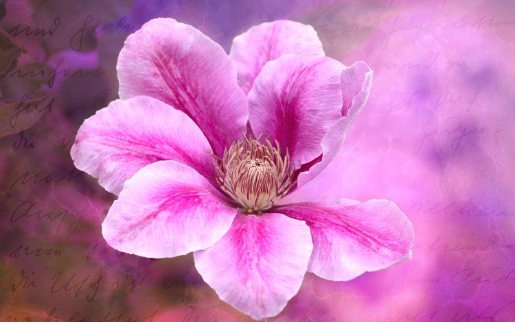 цветение, цветок, розовый, клематис, flowering, flower, pink, clematis