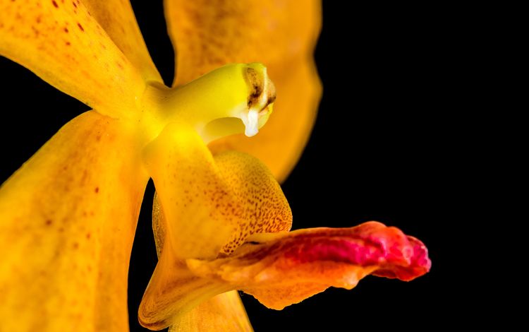 цветение, желтый, цветок, черный фон, орхидея, flowering, yellow, flower, black background, orchid