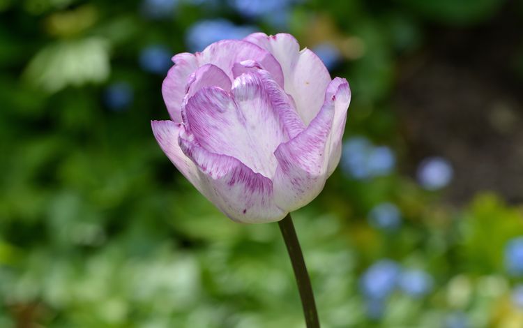 природа, цветение, цветок, сад, тюльпан, фиолетовый-белый, nature, flowering, flower, garden, tulip, purple-white