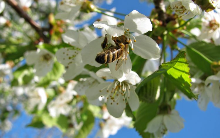 небо, пчела, природа, дерево, цветение, насекомое, весна, вишня, растение, the sky, bee, nature, tree, flowering, insect, spring, cherry, plant
