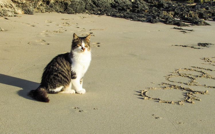 море, песок, пляж, кот, мордочка, кошка, взгляд, животное, sea, sand, beach, cat, muzzle, look, animal