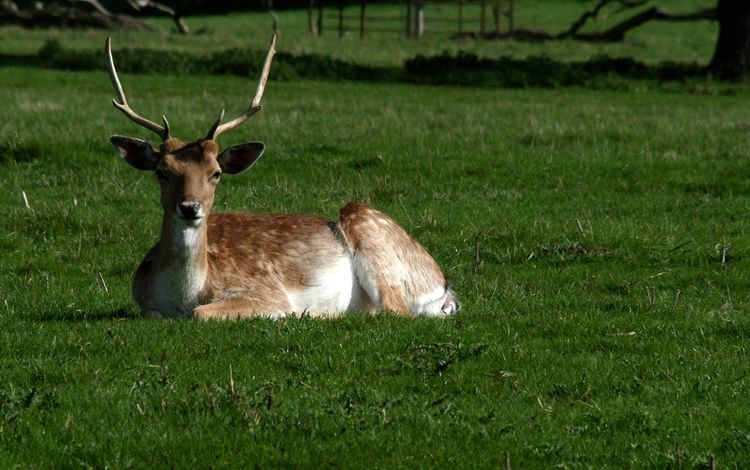 трава, олень, парк, рога, белохвостый олень, grass, deer, park, horns, white-tailed deer