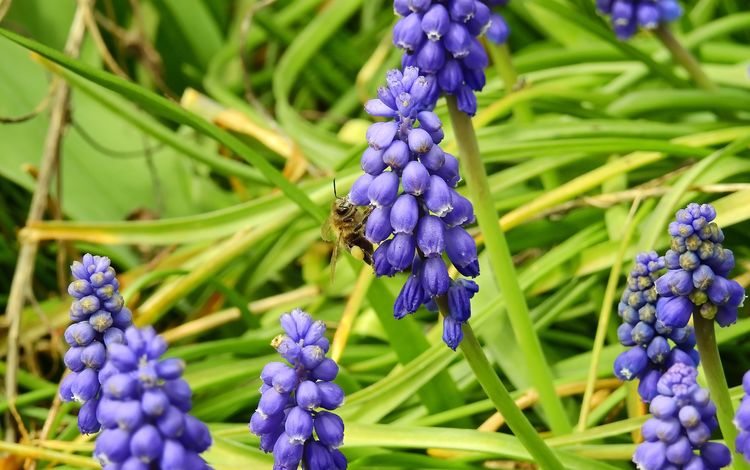 цветы, трава, природа, насекомое, весна, пчела, мускари, виноградный гиацинт, flowers, grass, nature, insect, spring, bee, muscari, grape hyacinth