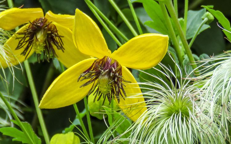 цветы, желтые, крупным планом, клематис, ломонос, flowers, yellow, closeup, clematis