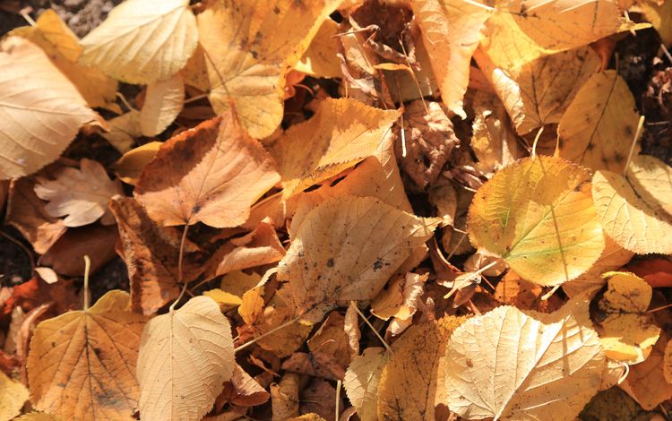 природа, листья, осень, сухие, nature, leaves, autumn, dry