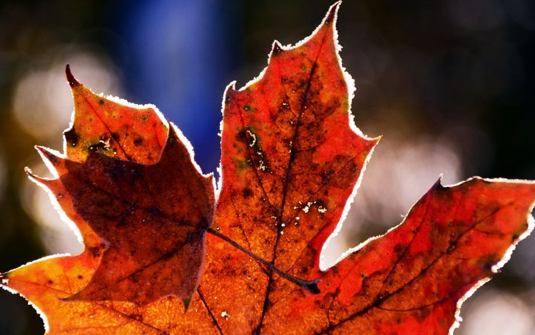 природа, иней, осень, лист, холод, клен, кленовый лист, nature, frost, autumn, sheet, cold, maple, maple leaf