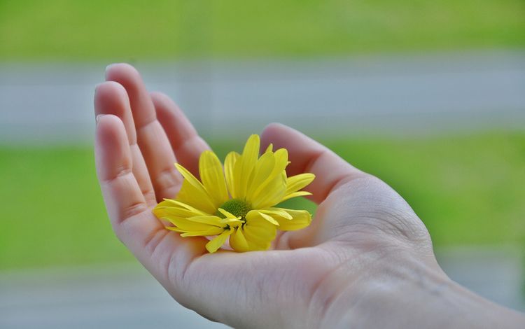 желтый, рука, цветок, лепестки, пальцы, ладонь, yellow, hand, flower, petals, fingers, palm