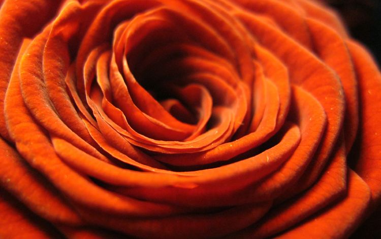 цветок, роза, лепестки, оранжевая, крупным планом, flower, rose, petals, orange, closeup