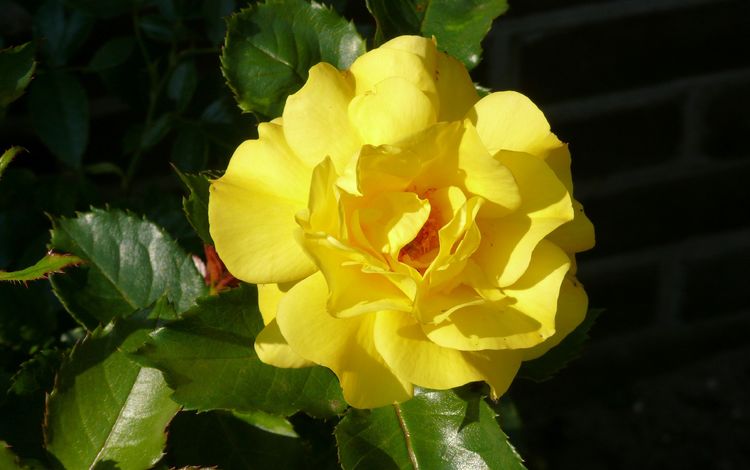 желтый, листья, цветок, роза, лепестки, черный фон, yellow, leaves, flower, rose, petals, black background