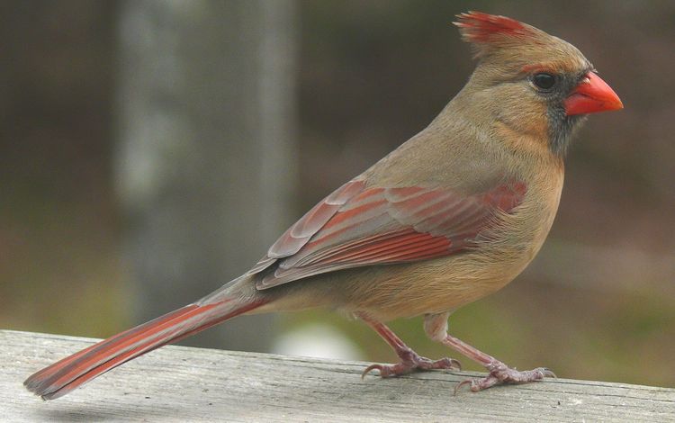 природа, птица, кардинал, красный кардинал, самка, nature, bird, cardinal, red cardinal, female