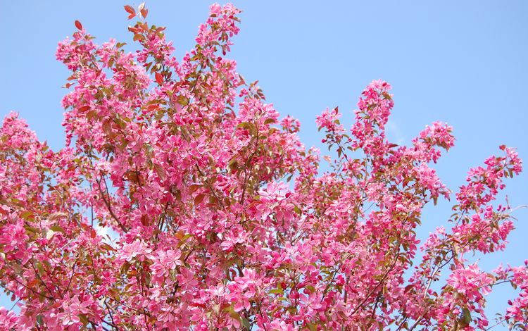 небо, цветы, природа, дерево, цветение, ветки, весна, the sky, flowers, nature, tree, flowering, branches, spring