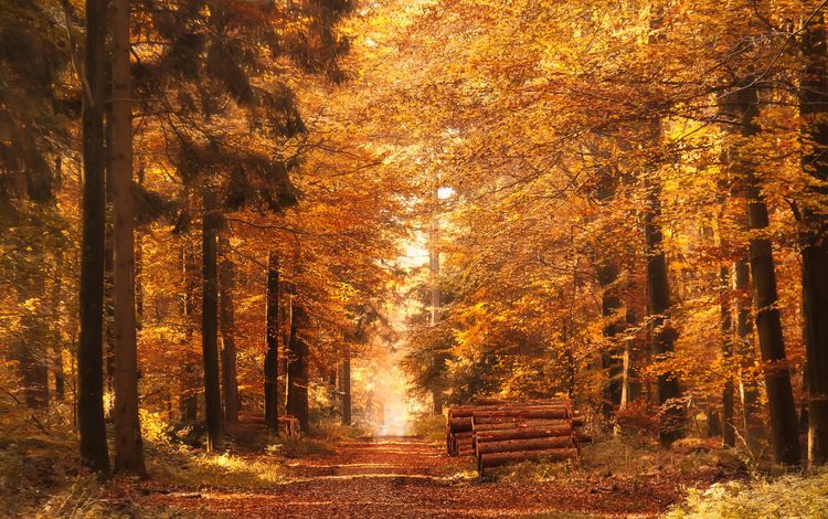 дорога, деревья, лес, стволы, листва, осень, бревна, осенние листья, road, trees, forest, trunks, foliage, autumn, logs, autumn leaves