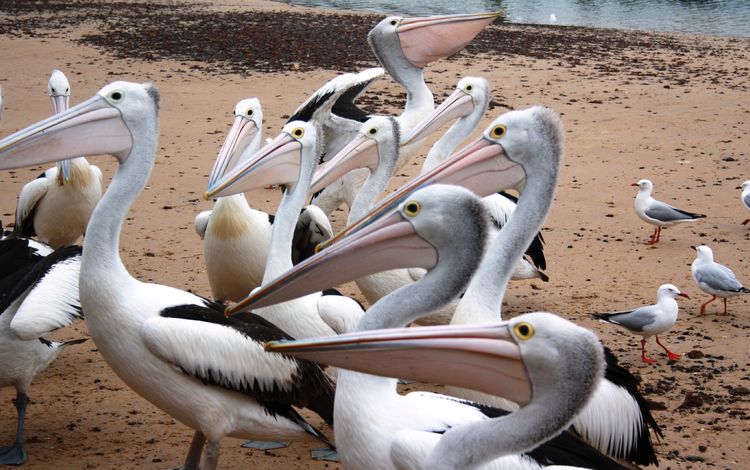 пеликаны, pelicans