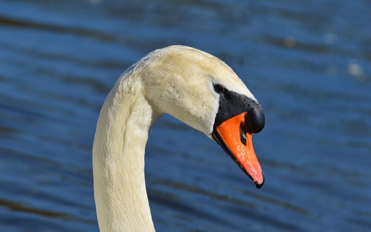 лебедь, swan