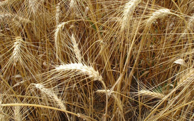 природа, поле, колосья, пшеница, урожай, рожь, nature, field, ears, wheat, harvest, rye