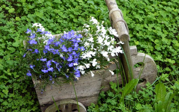 клумба, flowerbed