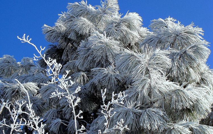 снег, пихта, дерево, хвоя, зима, мороз, иней, ель, растение, холодно, cold, snow, fir, tree, needles, winter, frost, spruce, plant