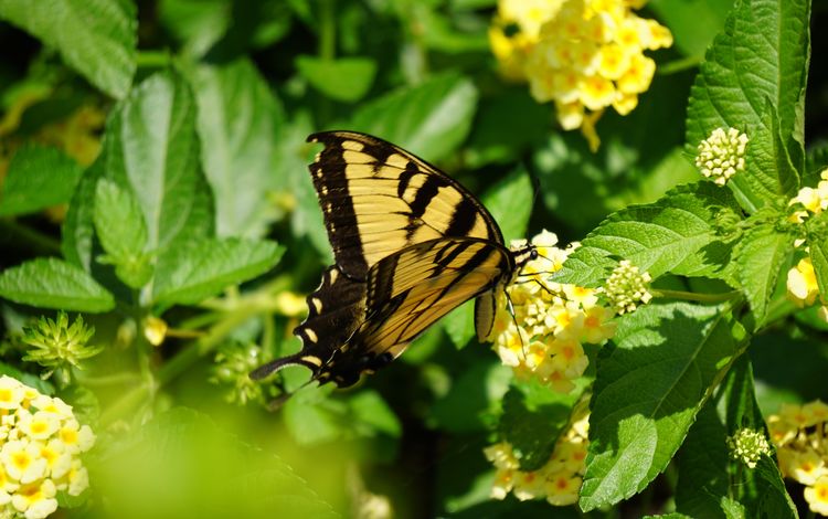 монарх, цветы, природа, листья, насекомое, бабочка, крылья, макросъемка, нектар, monarch, flowers, nature, leaves, insect, butterfly, wings, macro, nectar