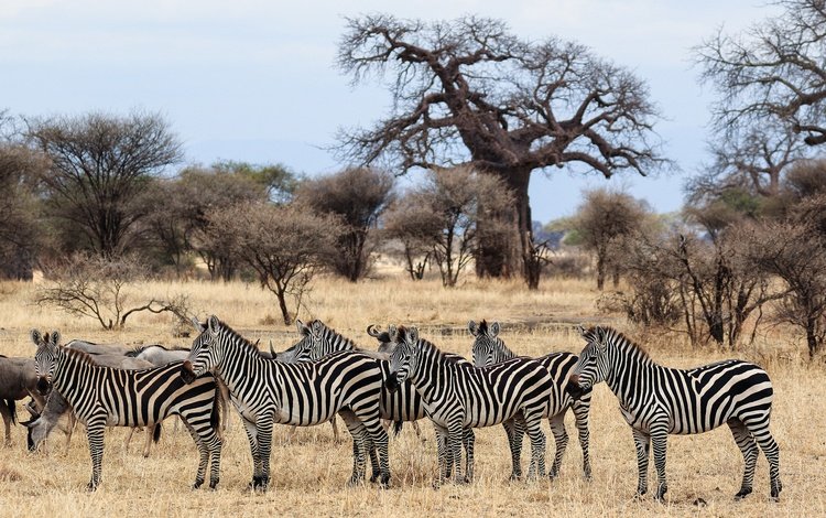 зебра, животные, африка, стадо, саванна, zebra, animals, africa, the herd, savannah