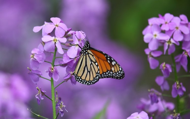 цветы, макро, насекомое, бабочка, крылья, данаида монарх, левкой, flowers, macro, insect, butterfly, wings, the monarch, gillyflower