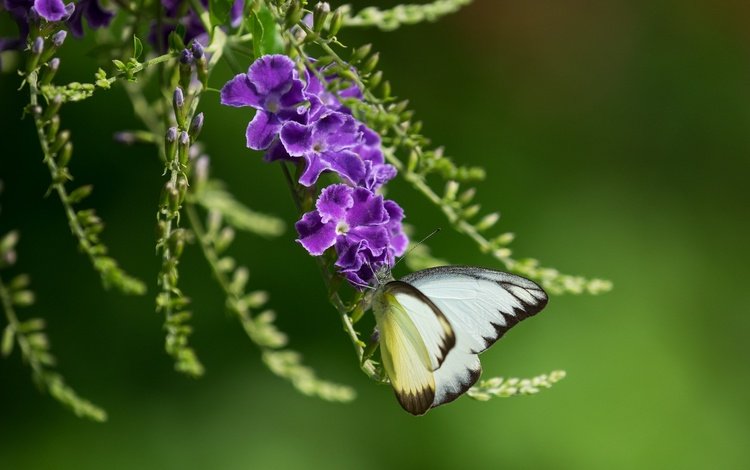 насекомое, фон, бабочка, крылья, фиолетовые цветы, дуранта, insect, background, butterfly, wings, purple flowers, duranta