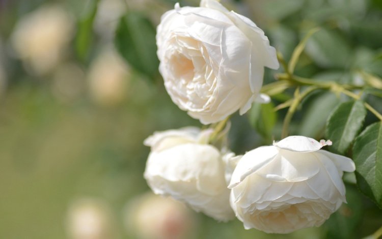 бутоны, макро, розы, боке, белые розы, buds, macro, roses, bokeh, white roses
