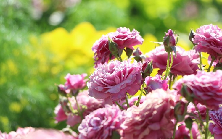 бутоны, розы, боке, розовый куст, buds, roses, bokeh, rose bush