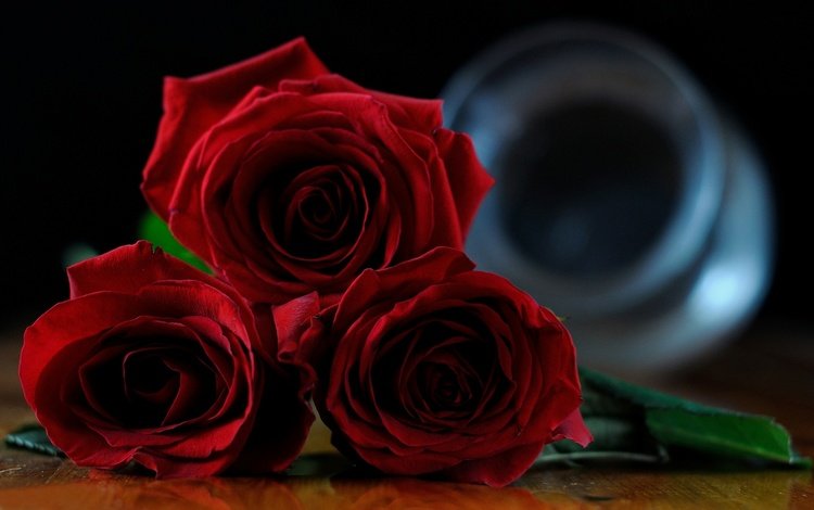 цветы, бутоны, розы, красные розы, flowers, buds, roses, red roses