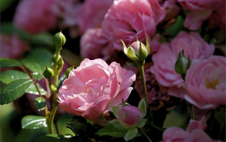 цветы, бутоны, розы, лепестки, розовый куст, flowers, buds, roses, petals, rose bush