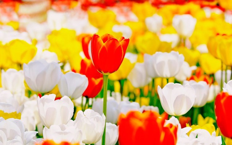 цветы, бутоны, тюльпаны, flowers, buds, tulips