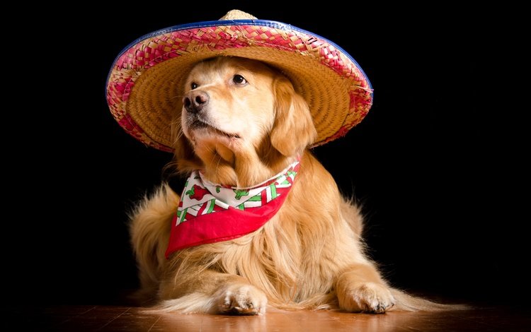 портрет, собака, черный фон, шляпа, платок, золотистый ретривер, сомбреро, portrait, dog, black background, hat, shawl, golden retriever, sombrero