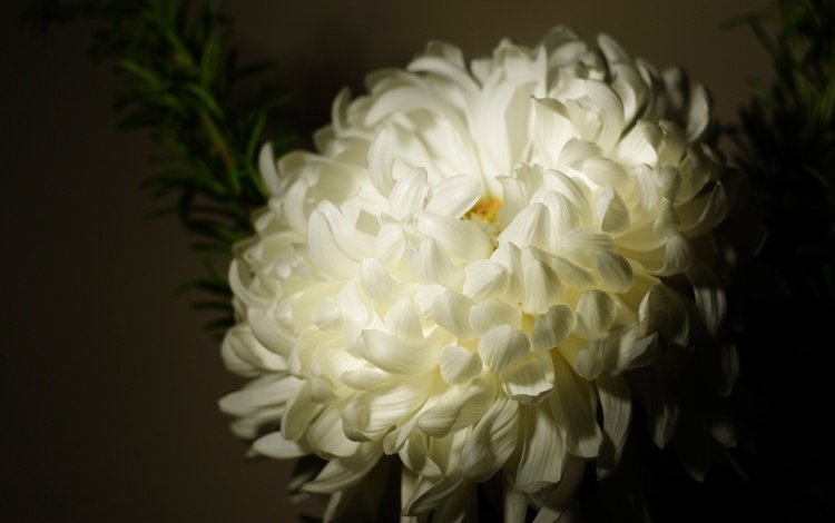 цветок, лепестки, бутон, темный фон, белая, хризантема, flower, petals, bud, the dark background, white, chrysanthemum