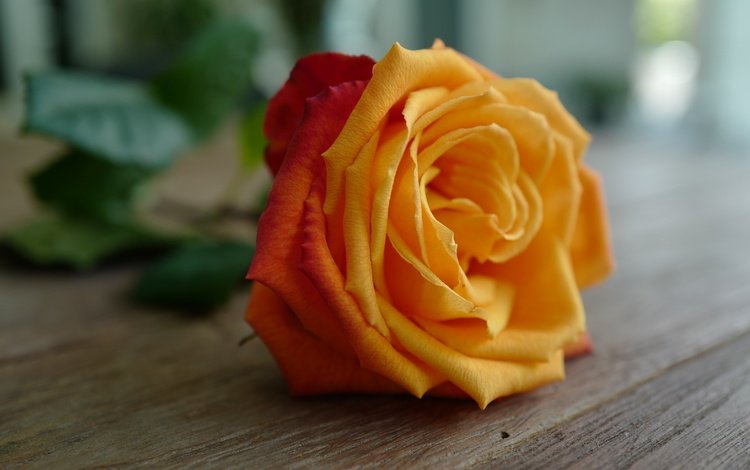 цветок, роза, лепестки, бутон, деревянная поверхность, flower, rose, petals, bud, wooden surface